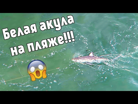 Видео: ПОЙМАЛИ АКУЛУ!