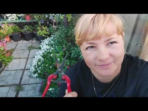 Видео: Черенкование вегетативных растений. Какие и как?