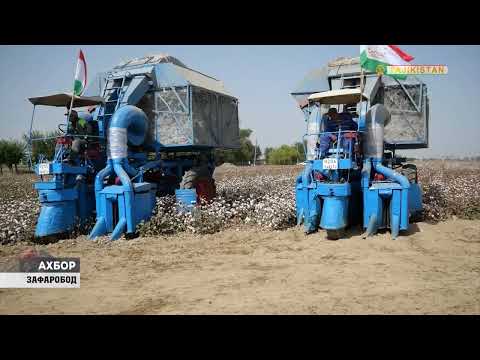 Видео: "Тиллои сафед" дар нохияи Зафаробод