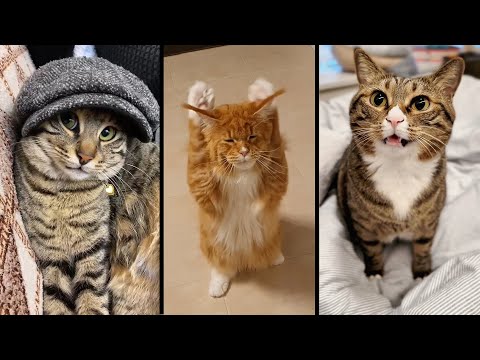 Видео: Cute and funny CATS.🐱 And Some Just Interesting Moments.😻Videos🔶 Сompilation # 51🔶