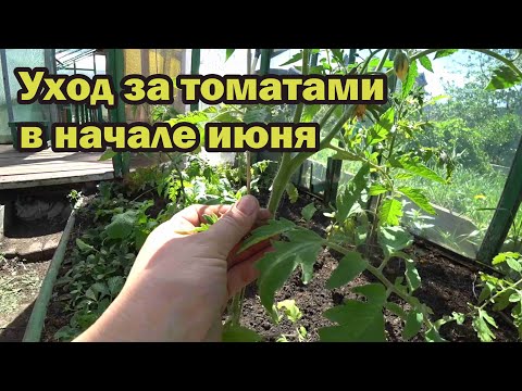Видео: Напоминаю о работах на томатах через 3 недели после высадки