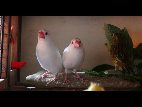Видео: Амадины Рисовые.