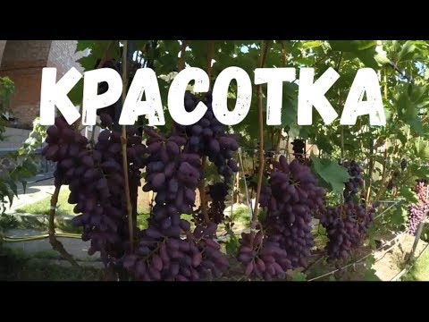 Видео: Красотка. Обзор виноградника Вадима Точилина