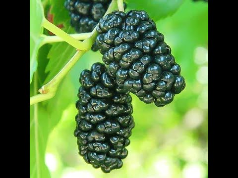 Видео: Шелковица, сорт Шелли: проверяем достоверность сорта