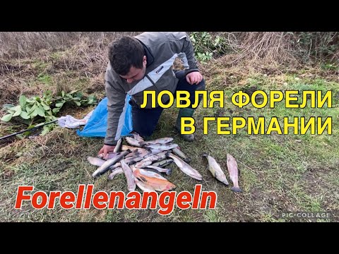 Видео: ЛОВЛЯ ФОРЕЛИ В ГЕРМАНИИ / FORELLENANGELN