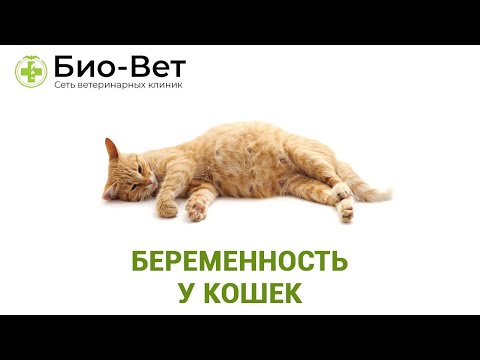 Видео: Беременность кошки