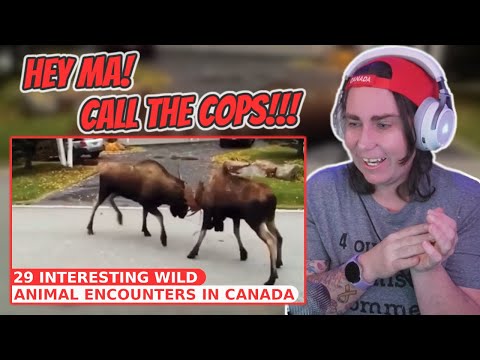 Видео: 29 интересных встреч с дикими животными в Канаде | Реакция австралийцев | AussieTash