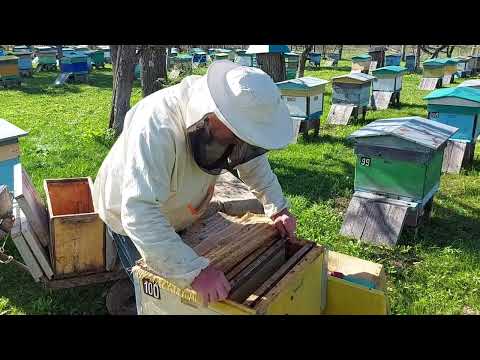 Видео: Пчеловодство №123 Весенняя ревизия деления на пол лета.