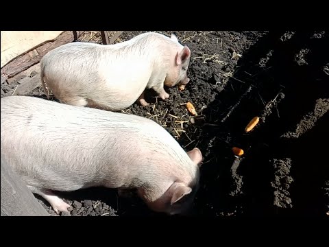 Видео: В'єтнамські свині на вулиці 31.03.2023