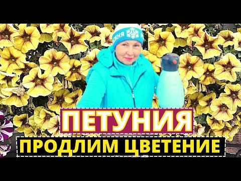 Видео: ПЕТУНИЯ как продлить цветение на осень?