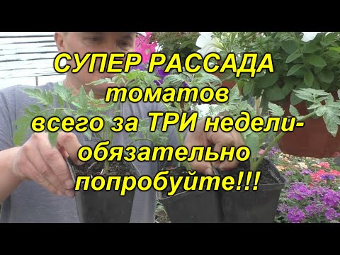 Видео: Сделайте ТАК и у Вас будет самая лучшая, готовая к высадке, бесплатная рассада!