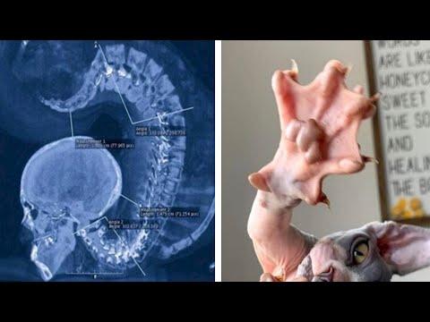 Видео: Фото, которые тебя удивят (часть 37)
