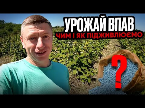 Видео: ❌УРОЖАЙ МАЛИНИ ПАДАЄ. ПОЛИВАЄМО І ПІДЖИВЛЮЄМО МАЛИНУ. Чим і як?