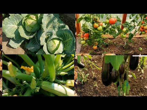 Видео: Мой огород🍅🍆🧅🥕на новом месте