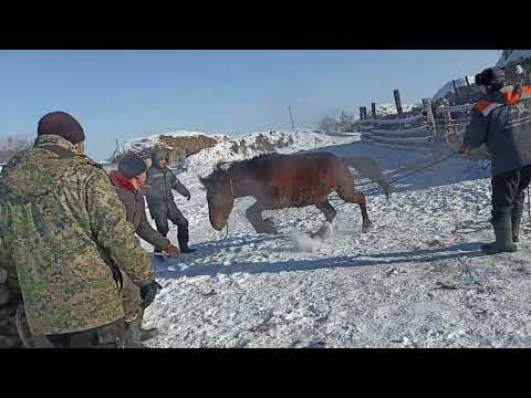 Видео: 🐎асау атты 10 жігіт 👀 дикий лощадь #соғым #horse #ат #казахстан #казах #союз #лучшиеприколы #beef
