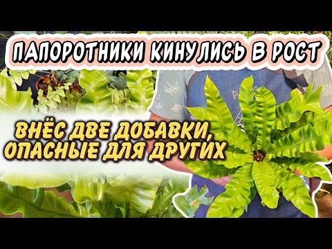 Видео: Папоротники перестали гибнуть - изменил 2 вещи: особый уход и 2 добавки, опасные для других растений