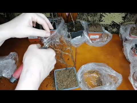 Видео: Распаковка с Гортензиями и барбарисами с Гаршинки.