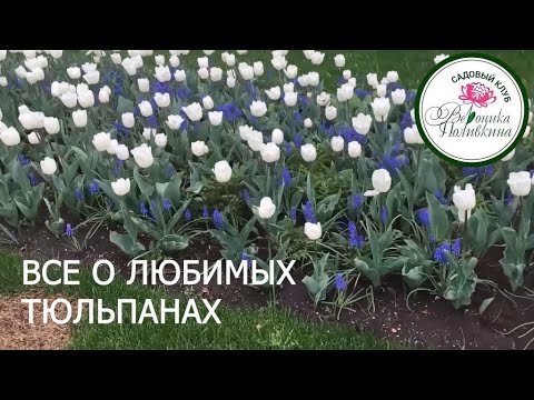 Видео: ВСЕ О ЛЮБИМЫХ ТЮЛЬПАНАХ