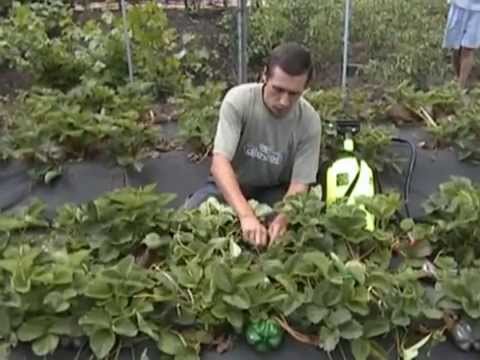 Видео: Разведение клубники