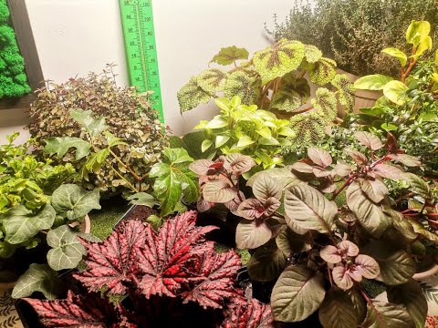 Видео: Огород оживает, готовлю грядки. Обрезка роз, уборка в цветнике. Новые комнатные цветы