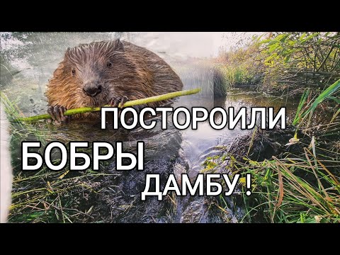 Видео: ЛОВЛЯ РЫБЫ В РЕКЕ! НАШЛИ ДАМБУ!