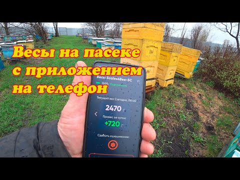 Видео: ПРИКУПИЛИ ВЕСЫ НА ПАСЕКУ, НАСТРОИЛИ И УСТАНОВИЛИ ПОД УЛЕЙ