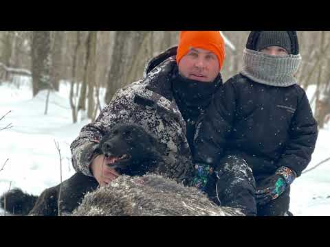 Видео: Охота с лайкой. Добираем подранка кабана