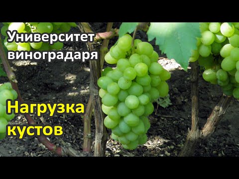 Видео: 17. Нагрузка кустов винограда и регулировка урожая винограда