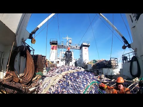 Видео: Выборка трала на БАТМ "Поллукс". Снова 130 тонн минтая