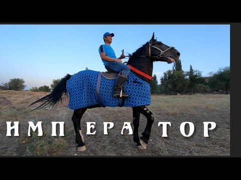 Видео: Император тоодо тапталууда.