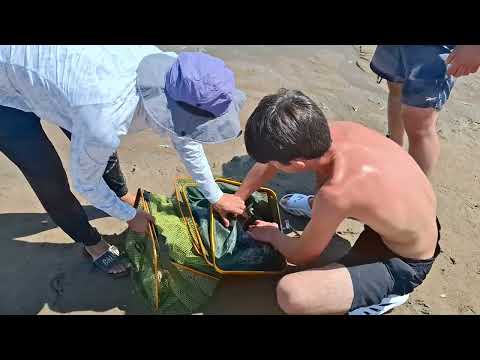 Видео: Мыс даёт трофей 💪