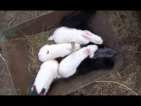 Видео: Отсадка крольчат. Масса в 2 месяца