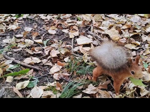 Видео: Полный игнор. Сытые утренние белки.