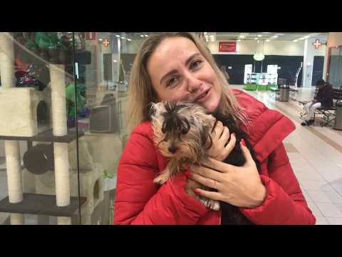 Видео: DogVlog: Стрижем Беллу😊 Щенок йоркширского терьера