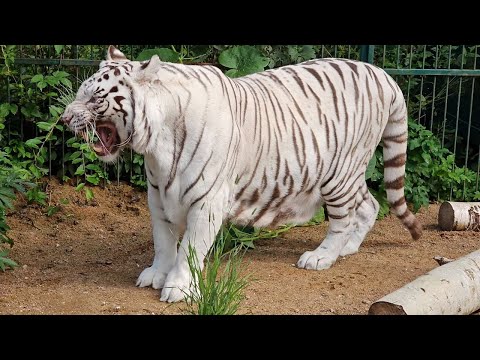 Видео: На вольер белой тигрицы упало дерово  и леопард Бэнджамин Баттон)))))