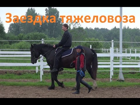 Видео: В первый раз сели на тяжеловоза верхом. Шайрик.