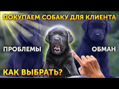 Видео: Помощь в выборе собаки от DRED | Покупка щенка породы Лабрадор-ретривер | Что Вас поджидает на рынке