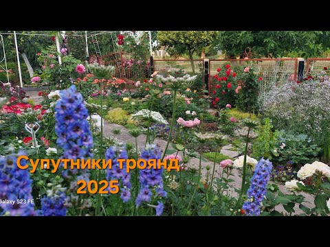 Видео: Супутники троянд на@ПОБАЧЕННЯЗКВІТАМИВаляПроценко