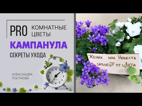 Видео: Жених и невеста | Как правильно ухаживать за кампанулой | Домашний колокольчик или садовое растение?