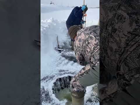 Видео: Ойбон алларарга дьарык Номугу