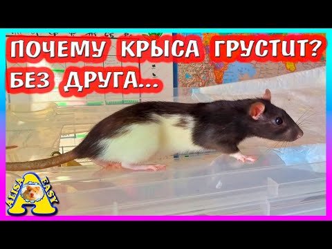 Видео: КРЫСА ГРУСТИТ / СПАСЕНИЕ КРЫСЫ / МОЖНО ЛИ ДЕРЖАТЬ КРЫСУ ОДНУ / РАСПАКОВКА Посылок / Alisa Easy Pets