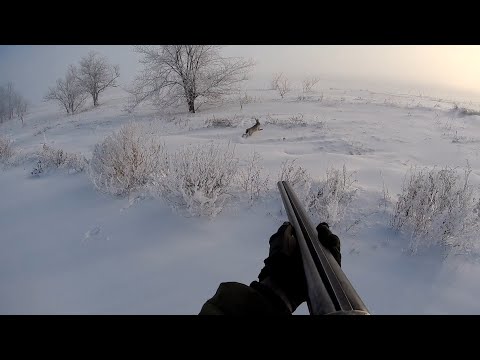 Видео: Бумажные ПАТРОНЫ .Возьмут ли Снежного Зайца!?Охота на Русака с ИЖ 58 16 калибра!Тропление  Саблезуба