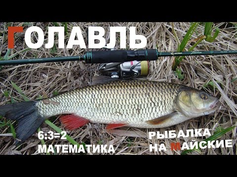 Видео: Голавль. Поисковая рыбалка на шикарной реке.