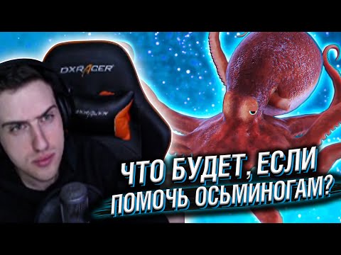 Видео: Hellyeahplay смотрит: Что Будет, Если Спасти Осьминога После Спаривания?