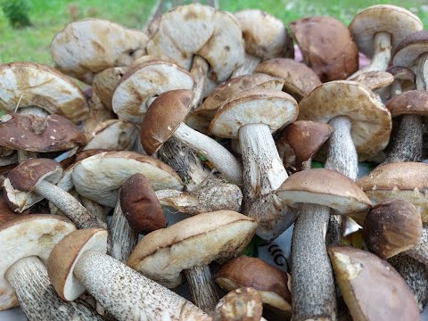 Видео: Грибы на каждом шагу! Море грибов! Июнь 2023 г.