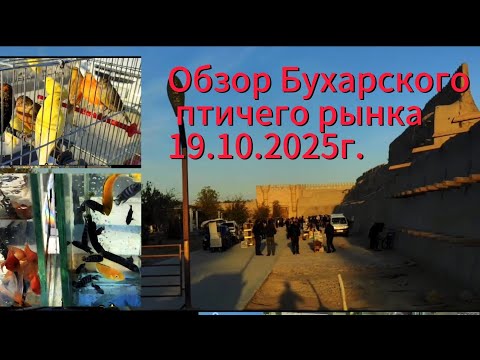 Видео: Обзор Бухарского Птичего Рынка 19.10.2025г.