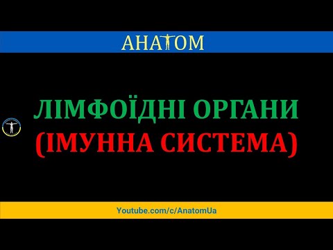 Видео: ЛІМФОЇДНІ ОРГАНИ (ІМУННА СИСТЕМА)