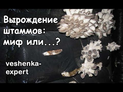 Видео: Вырождение штаммов вешенки при длительном выращивании в одной комнате - миф или реальность?