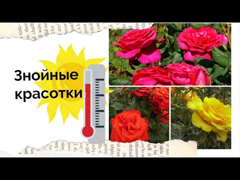 Видео: 11 сортов РОЗ для жаркого климата - красивые, надёжные и жароустойчивые  - Розы для Юга