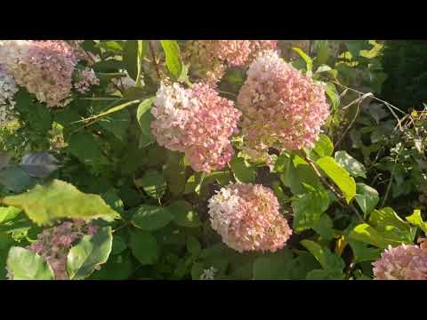 Видео: 5 октября, ночные заморозки, урожай не кончается!!!!!)))) Ленинградская область!!!!!